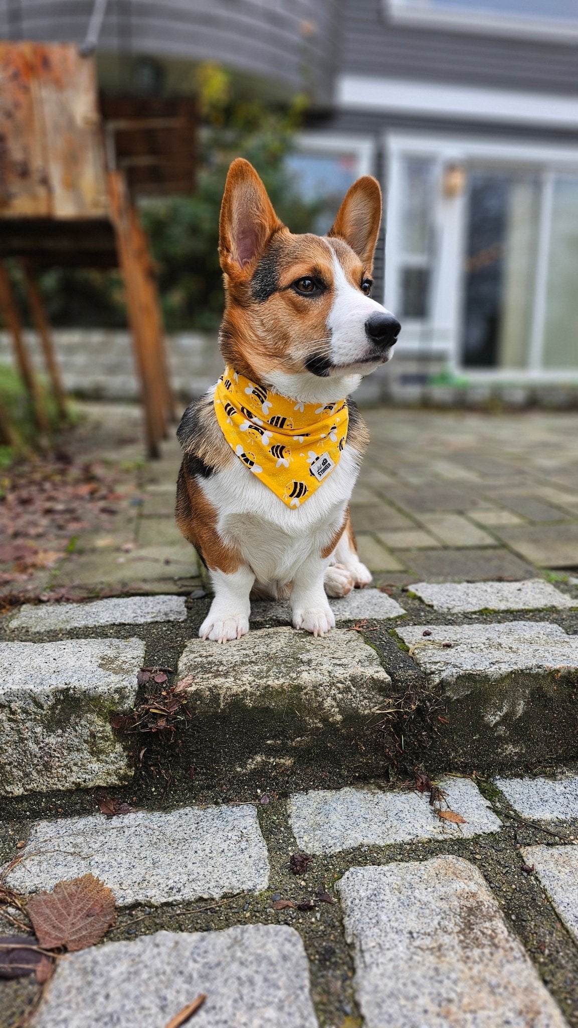 Bee Mine Bandana - Lil Stinker Apparel