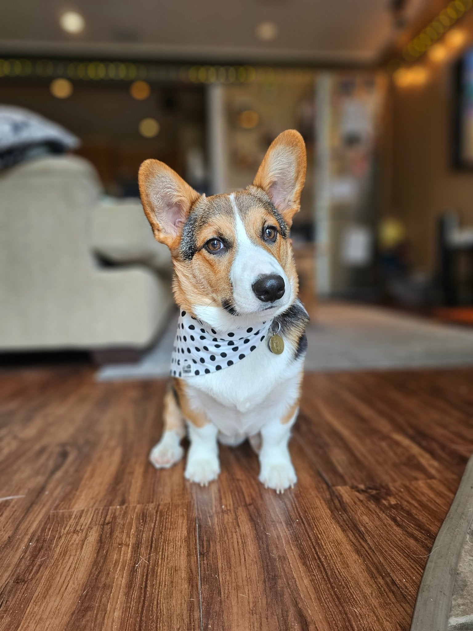 Black Polkadot Bandana - Lil Stinker Apparel