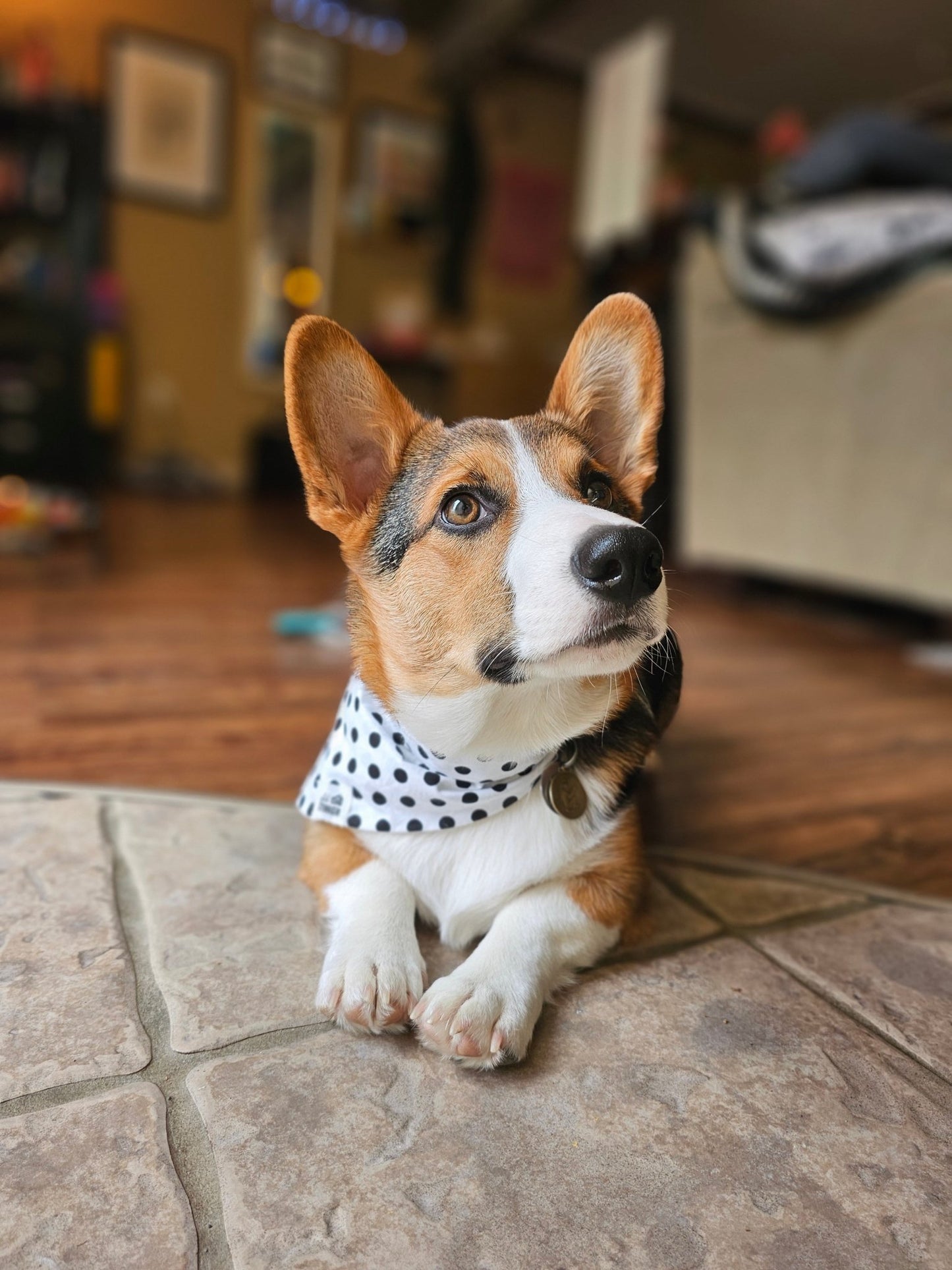 Black Polkadot Bandana - Lil Stinker Apparel