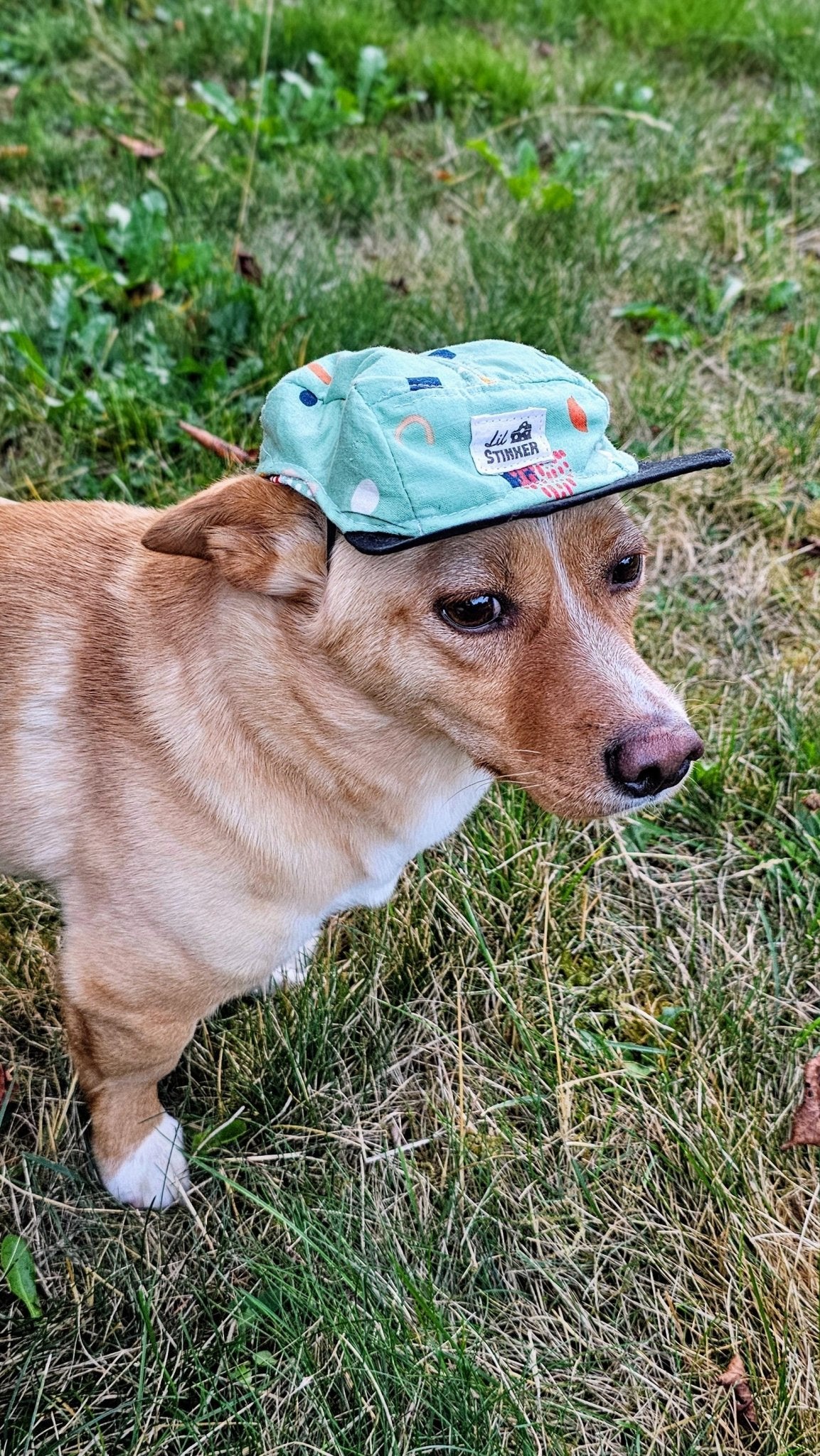 Chill Like Mint 5 Panel Hat - Lil Stinker Apparel