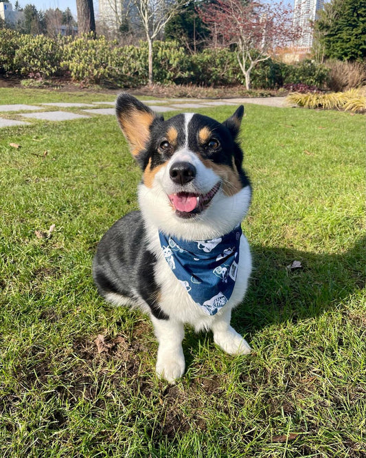 Lucky Cat Bandana - Lil Stinker Apparel