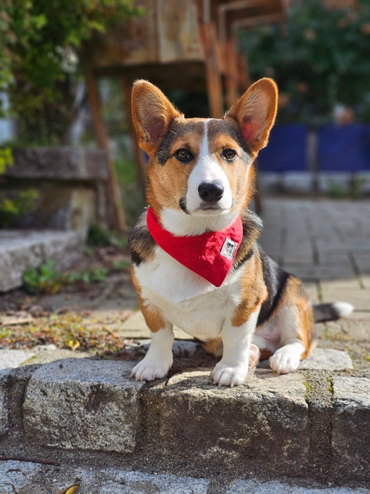 Not "Just" Red Bandana - Lil Stinker Apparel