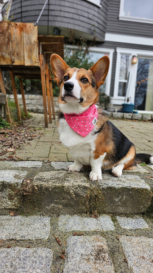 Pink Stars Bandana - Lil Stinker Apparel