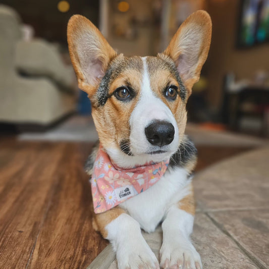 Pink Daisies Bandana