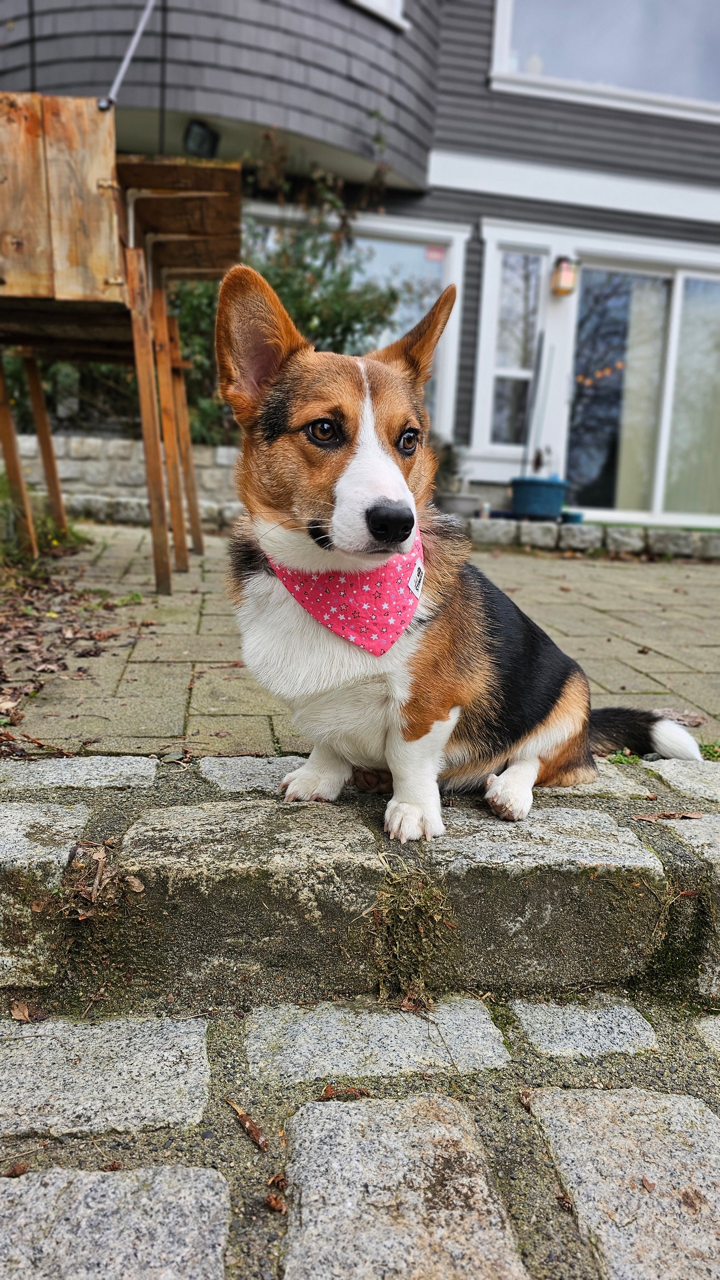 Pink Stars Bandana